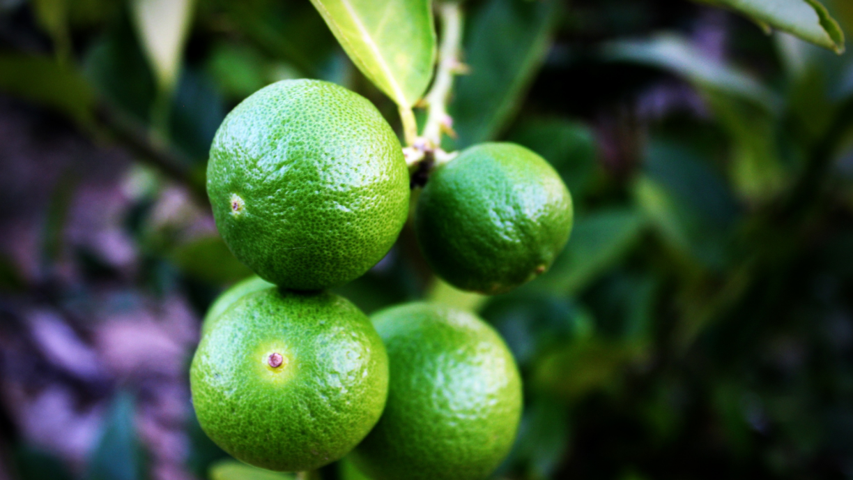 Reprodução/ Pixabay