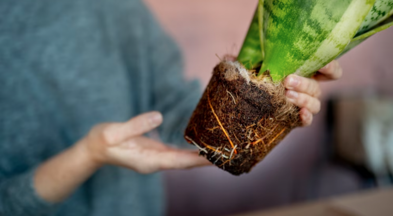 H&aacute; in&uacute;meros tipos de plantas famosas pelo seu apelo supersticioso