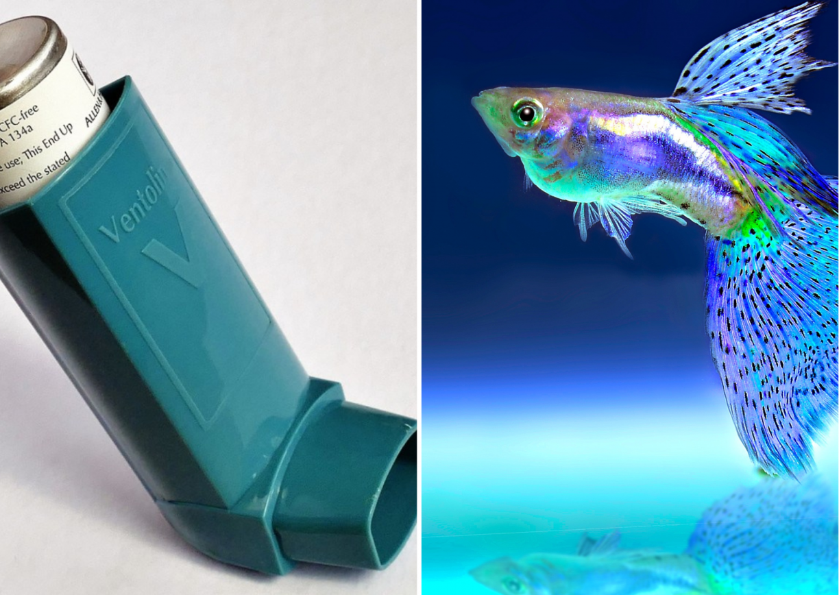 IMAGEM ILUSTRATIVA | Derivado de veneno de peixe pode ajudar no tratamento da asma, aponta estudo brasileiro