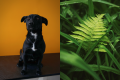 Uma s&eacute;rie de tipos de planta pode fazer mal &agrave; vida dos cachorros, por apresentar subst&acirc;ncias t&oacute;xicas