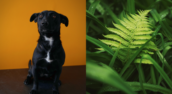 Uma s&eacute;rie de tipos de planta pode fazer mal &agrave; vida dos cachorros, por apresentar subst&acirc;ncias t&oacute;xicas