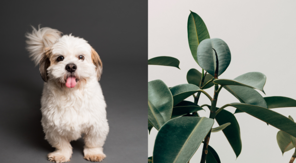 Conhe&ccedil;a 8 plantas que cachorros n&atilde;o podem comer, t&oacute;xicas para pets
