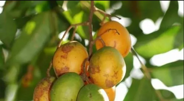 Foto: Reprodução/ Gastronomia Paraense