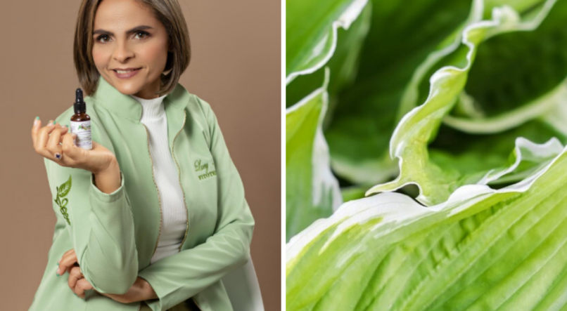 Fitoterapeuta Lucy (à esq.) explica os benefícios da tanchagem no universo fitoterápico