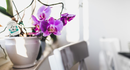 Orquídea; vaso; plantas