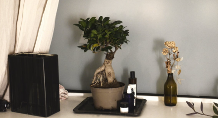 Bonsai; arvore da felicidade; plantas