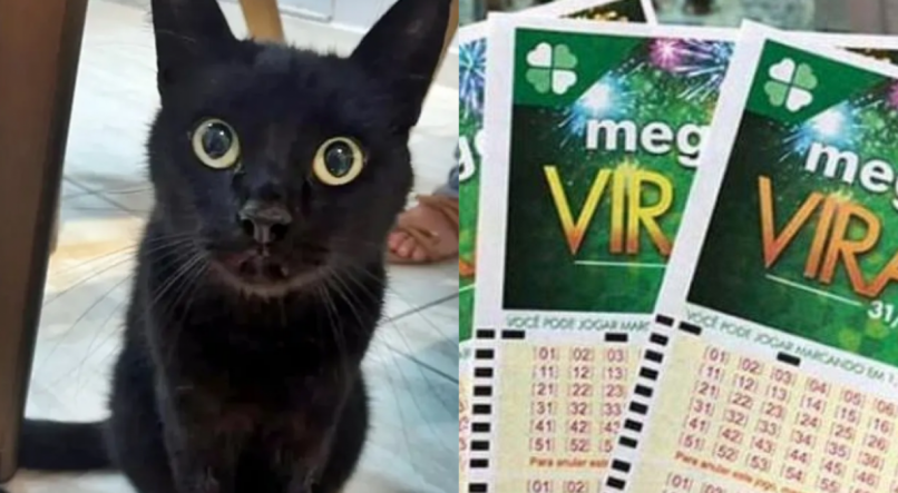 Gato Milu faz previsão de números sorteados na Mega da Virada.