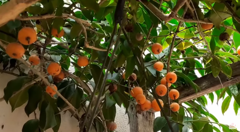 Planta de ora-pro-nóbis com frutos.