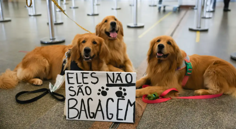 Três cachorros golden retrievers estão deitados no chão de um aeroporto, em frente a eles está um cartaz escrito "eles não são bagagem" com duas patinhas de cachorro. 