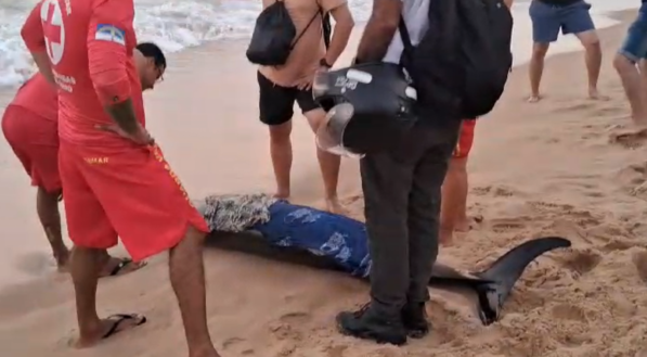 Imagem do filhote de baleia encalhado na Praia de Boa Viagem nesta quarta-feira (07/08)