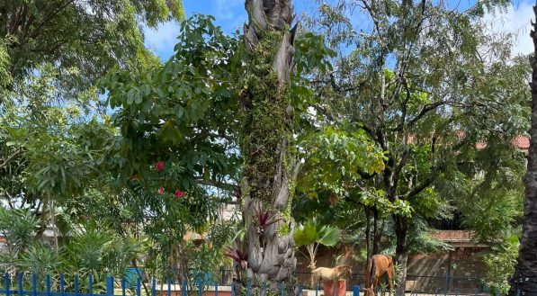 Imagens mostram animais à solta no Cordeiro, em denúncia de leitora do JC