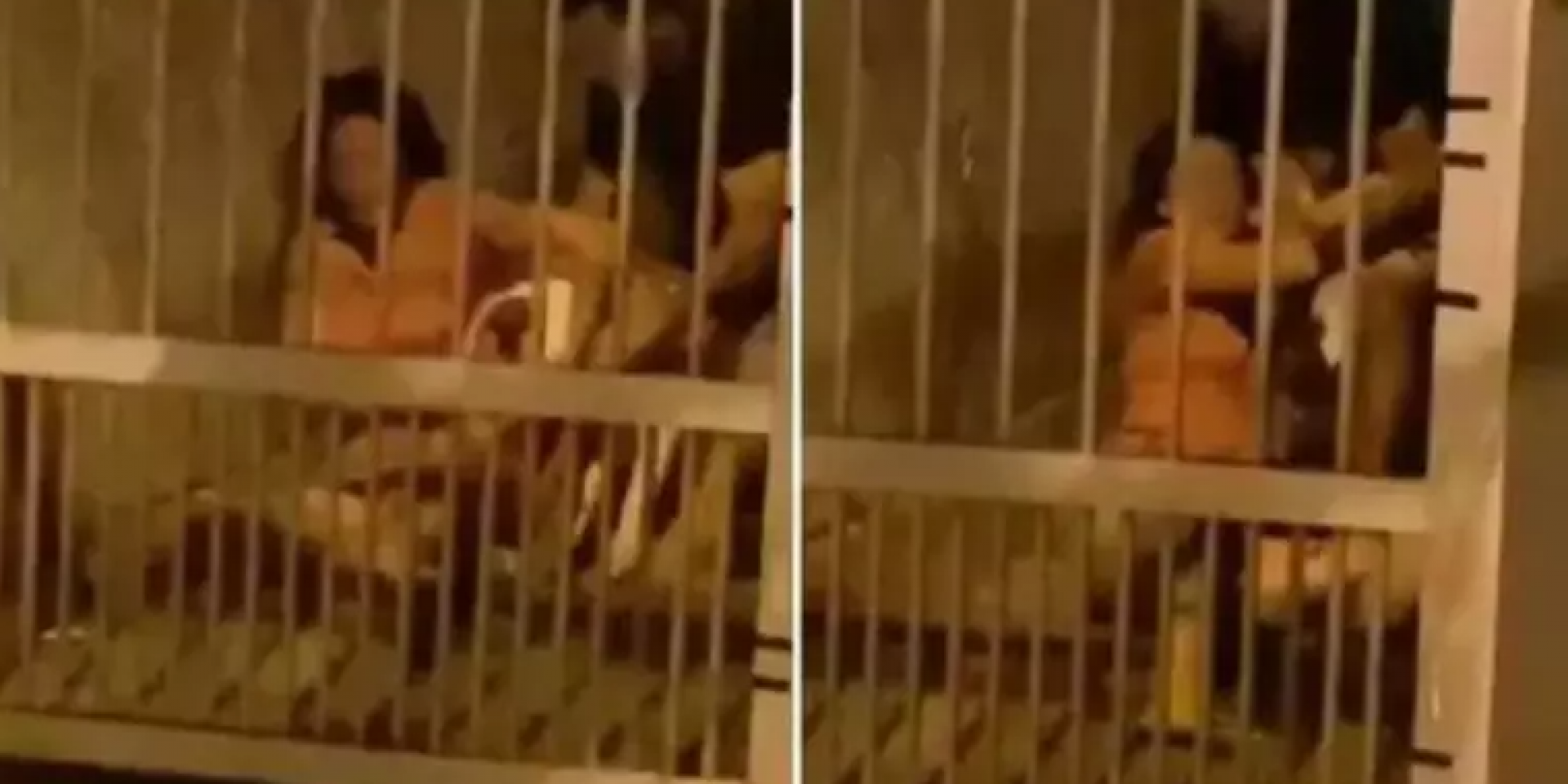 Mulher é atacada por Pitbull durante tentativa de feminicídio em Peruíbe, São Paulo