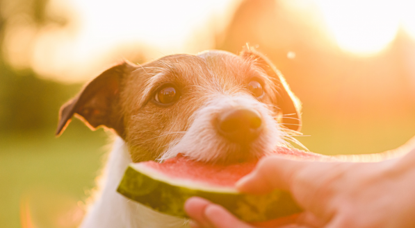 Imagem ilustrativa de um cachorro comendo fruta!