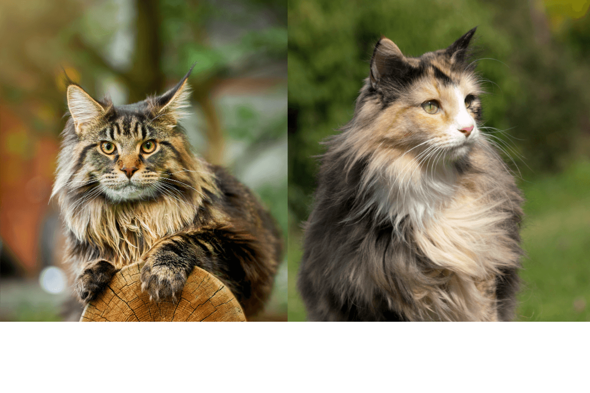 Existem diferenças entre o maine coon e o norueguês da floresta que os tornam únicos (Imagem: Konstantin Zaykov e Joanna22 | Shutterstock)