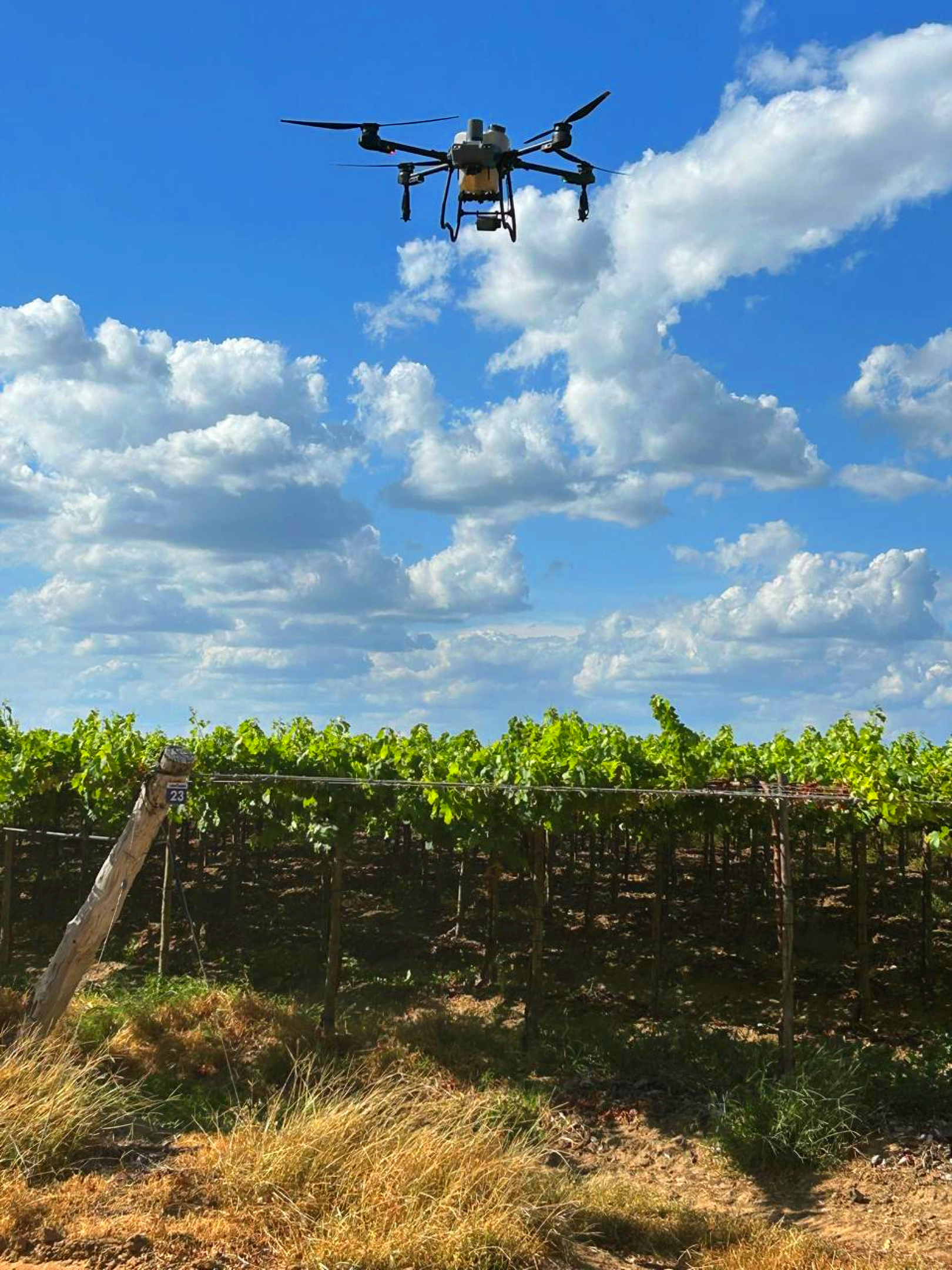 Fruticultura de Petrolina avança com capacitação de operadores de drones