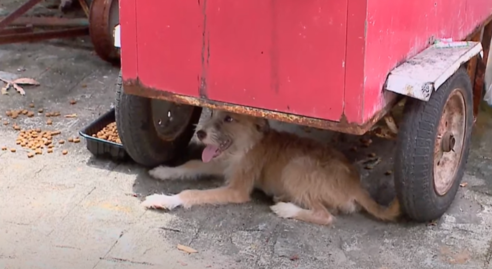 Os três cachorros estão juntos e sob cuidados dos moradores da região
