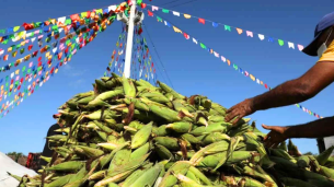 Milho é principal alimento consumido nas festividades juninas
