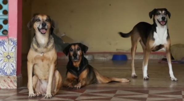 O espaço abriga cães e gatos
