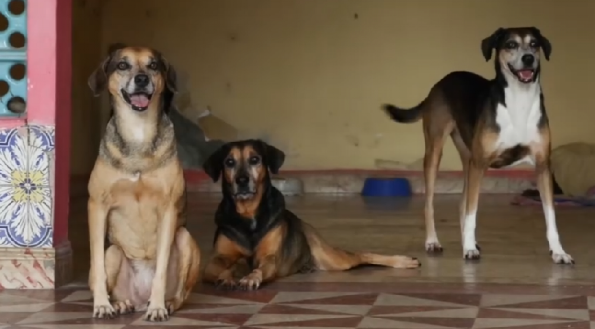 Abrigo de animais no Recife precisa de reforma urgente para continuar atendendo cães e gatos resgatados