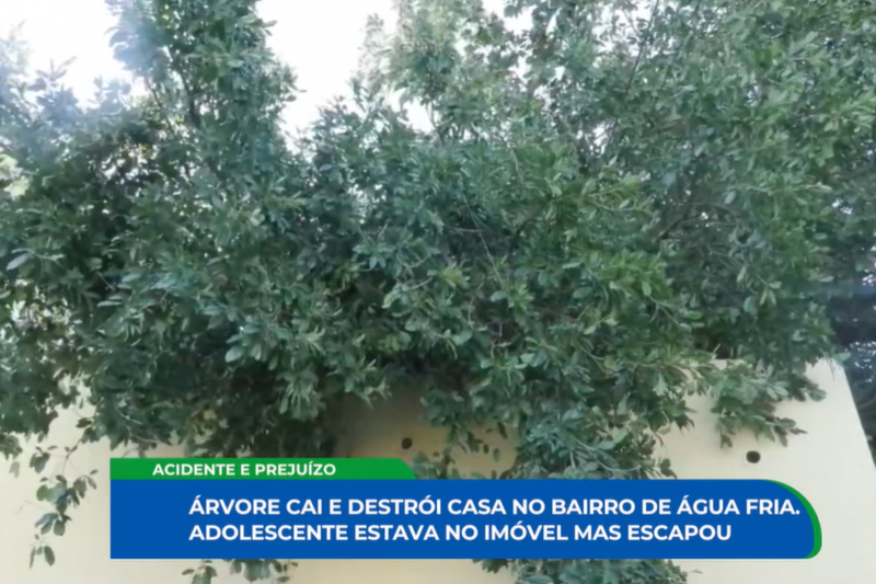 Árvore de 15 metros desaba sobre residência no Recife e deixa adolescente preso nos escombros