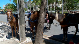 cavalos