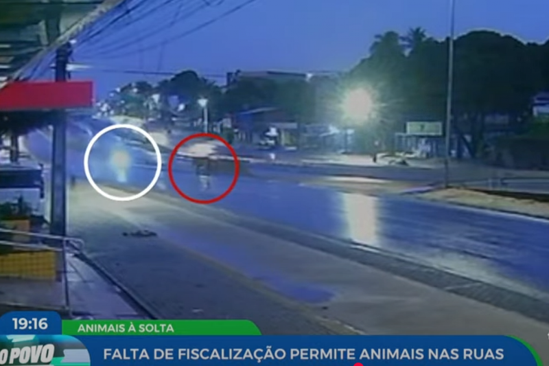 Imagem de colisão entro motociclista e cavalo na PE-15, Olinda