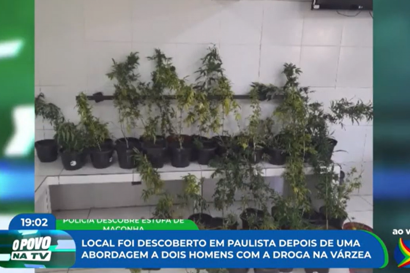 Imagem de pés de maconha encontrados em Paulista