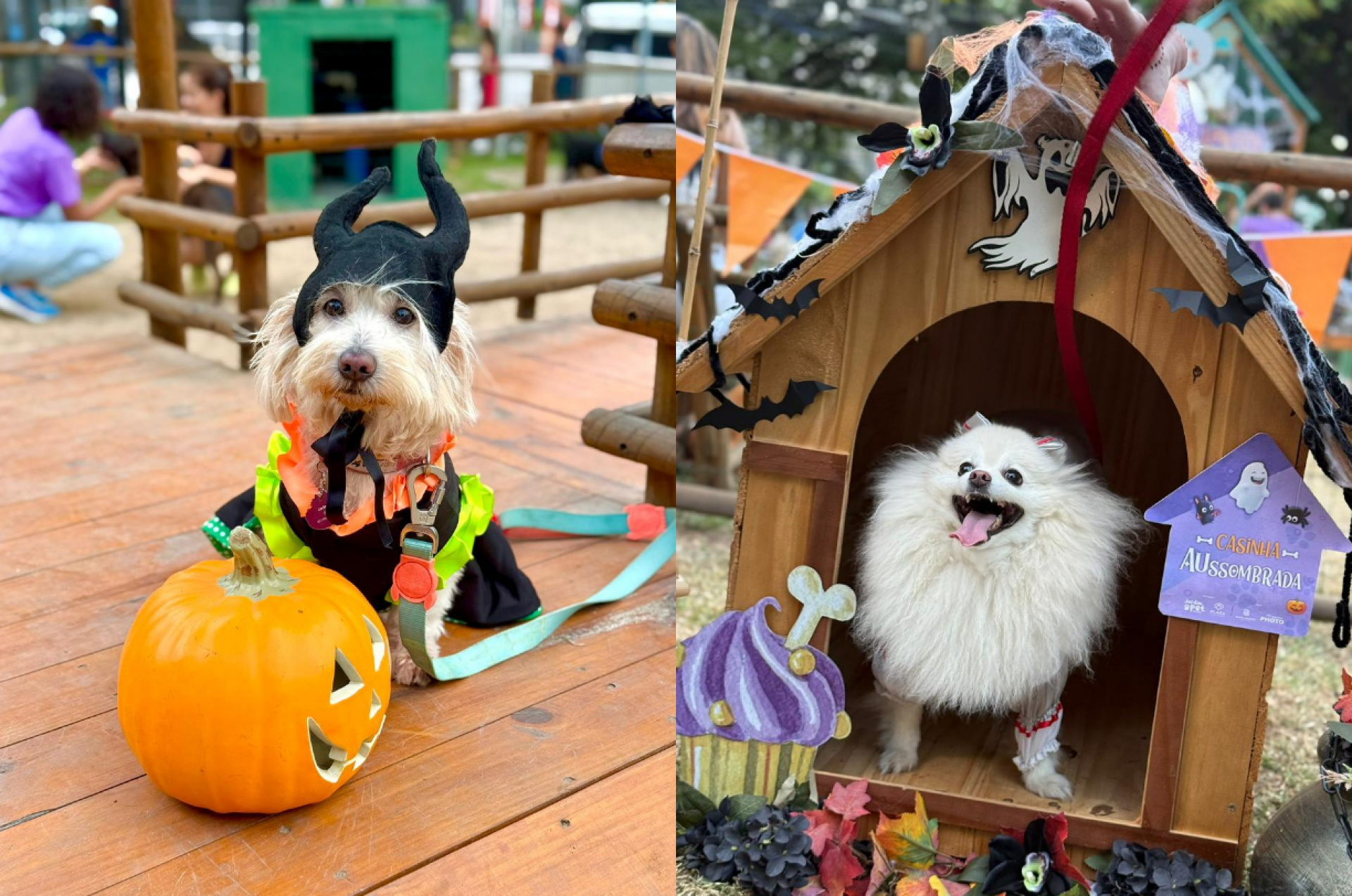 Imagem do Haulloween Pet no Plaza Shopping divulgação/Acervo Plaza Shopping