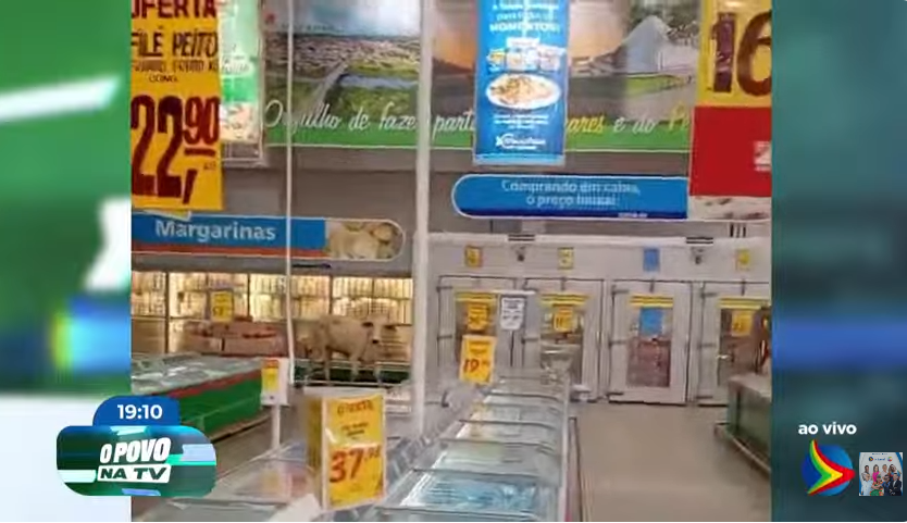 Boi invade mercado na cidade de Palmares e causa tumulto