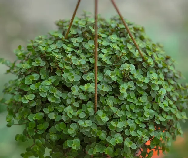 Planta dinheiro-em-penca