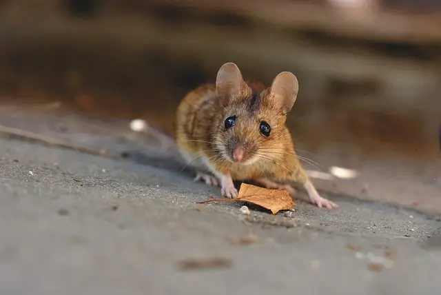 Imagem ilustrativa de um ratinho marrom 