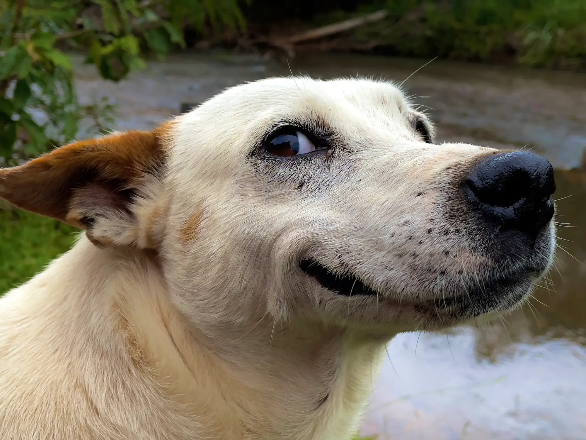 Cachorro sorrindo