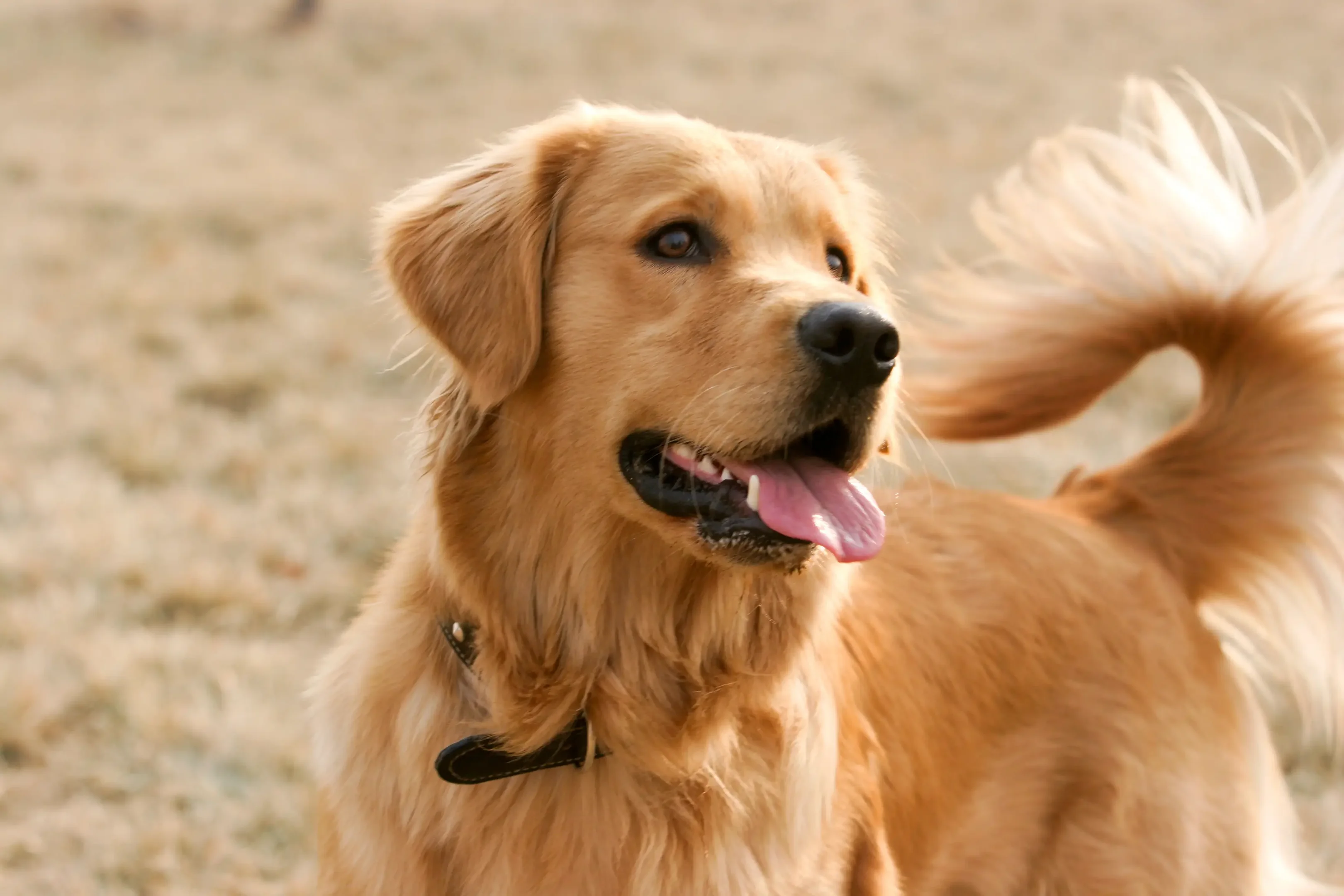 Imagem ilustrativa do cachorro da raça Golden Retriever