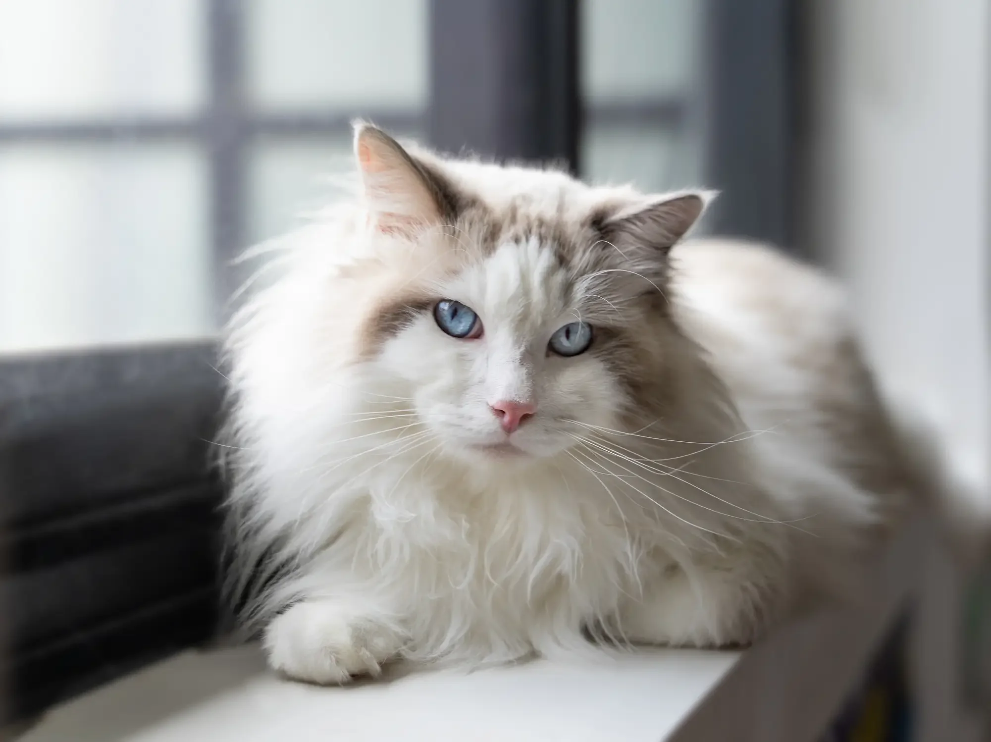 Imagem ilustrativa do gato da raça Ragdoll