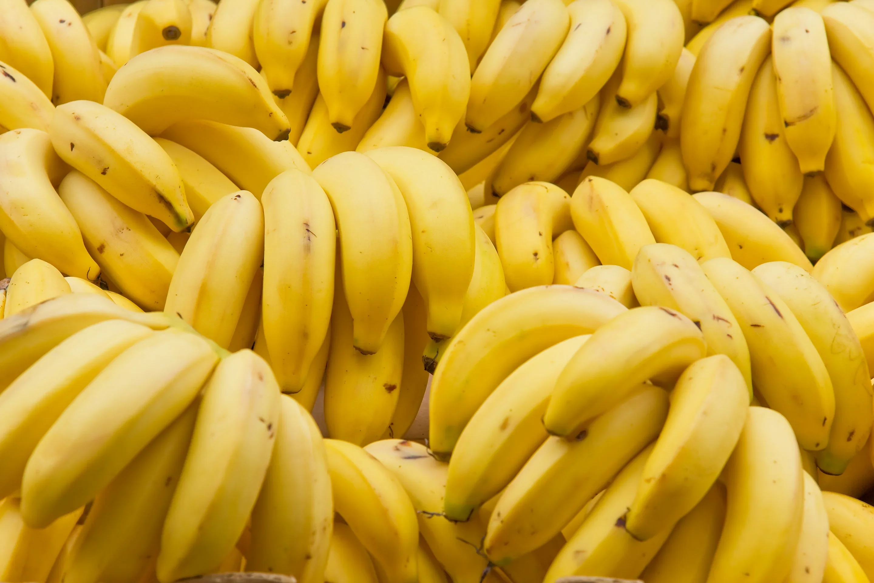 Imagem de v&aacute;rias palmas de bananas.